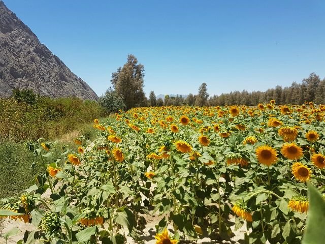 آغاز برداشت محصول درخوی؛ قطب تخمه های آجیلی